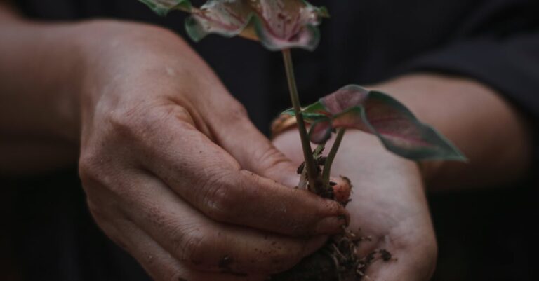 Close-up of hands gently holding a young plant with dark soil, symbolizing growth and care.