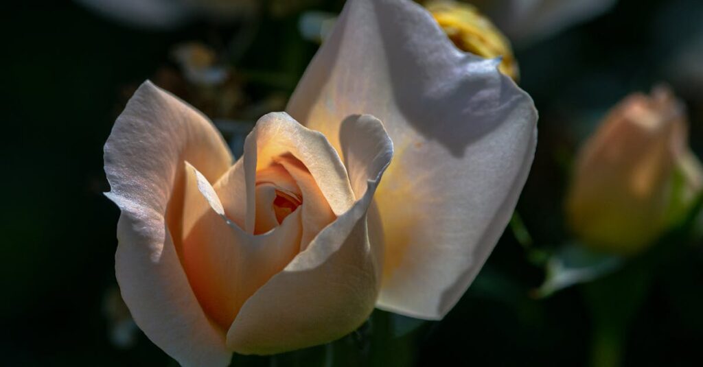 Detailed close-up of a peach rose bloom with soft lighting in a garden setting.